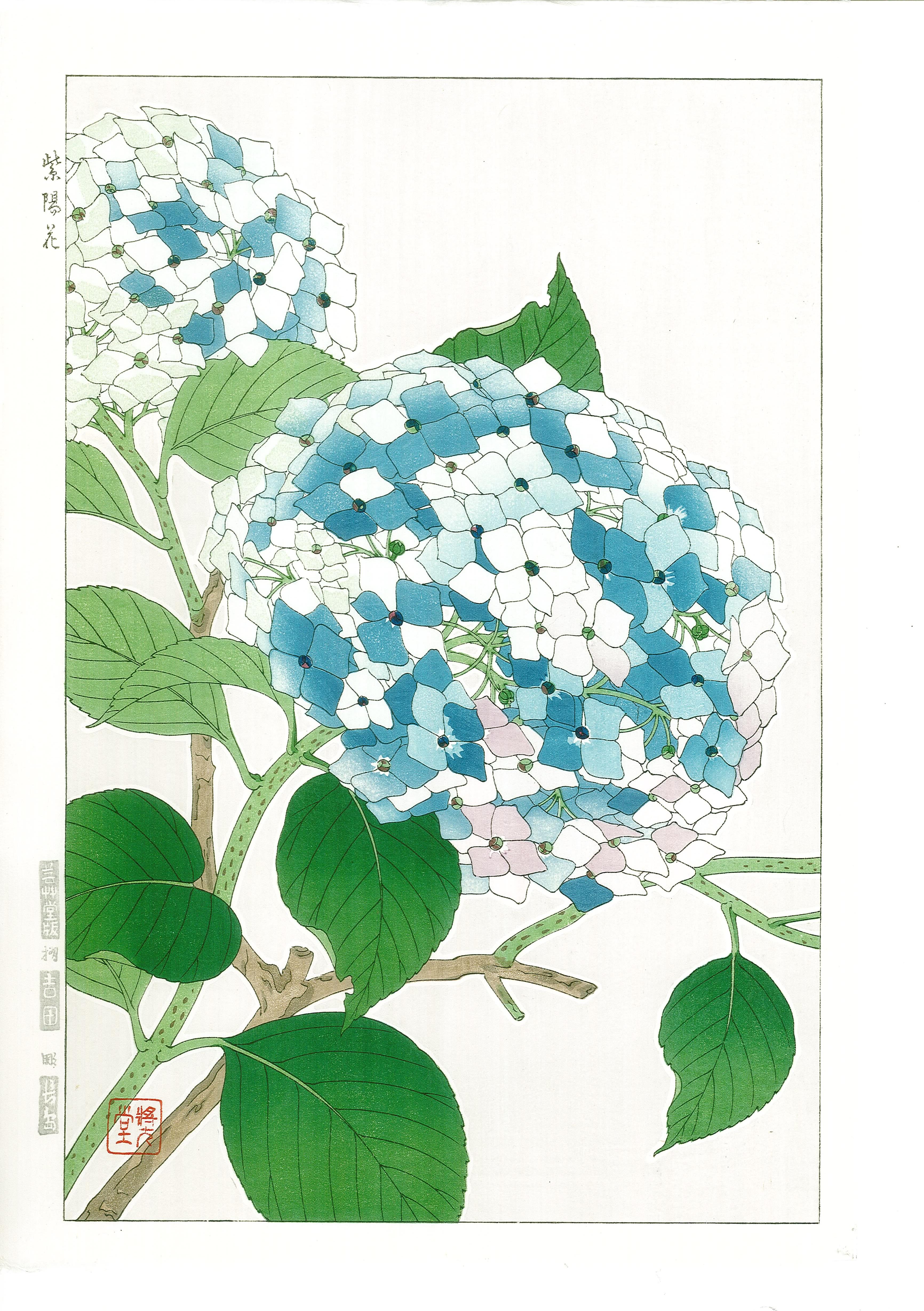 元気◆ 川出硯邦 『 紫陽花（F10号） 』 日本画 掛軸
